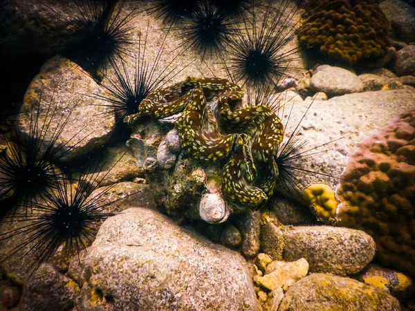 En gigantisk mussla (Tridacna gigas) — Stockfoto