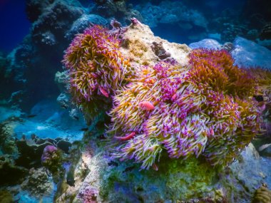 tropikal mercan kayalığı Tayland