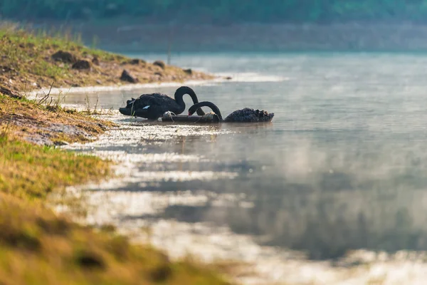 Dvě černé labutě plovoucí v jezeře a jíst krmivo v bambusu — Stock fotografie