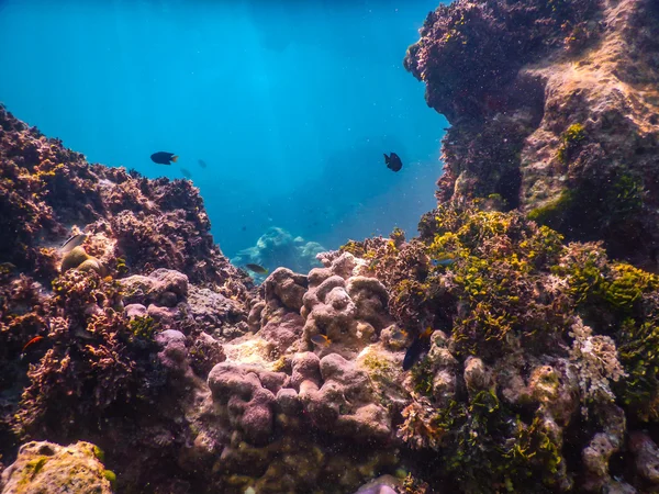 Peixes tropicais em um recife de coral — Fotografia de Stock