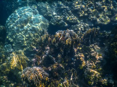 Okyanustaki sualtı mercan resifi ve tropikal balıklar