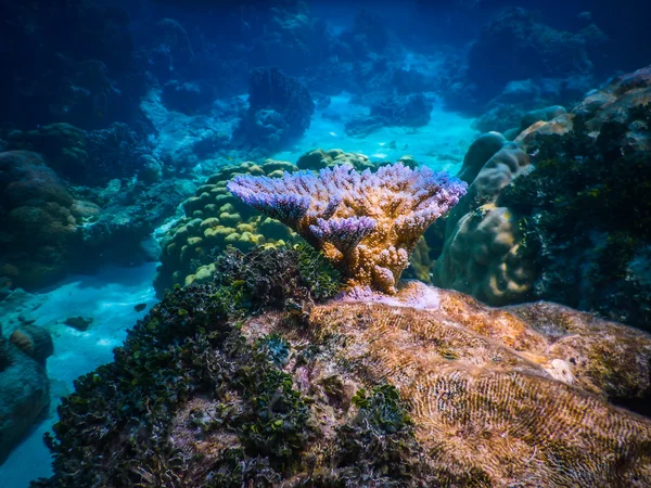 Víz alatti korallzátony és trópusi halak az óceánban — Stock Fotó