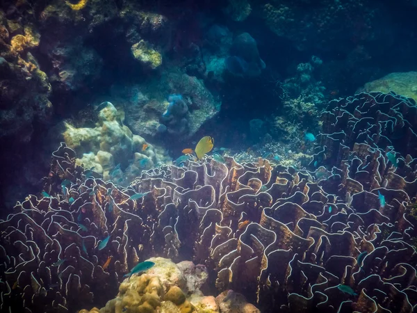 Barriera corallina subacquea e pesci tropicali nell'oceano — Foto Stock