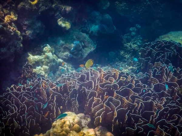 Underwater Coral Reef and Tropical Fish in Ocean — Stock Photo, Image