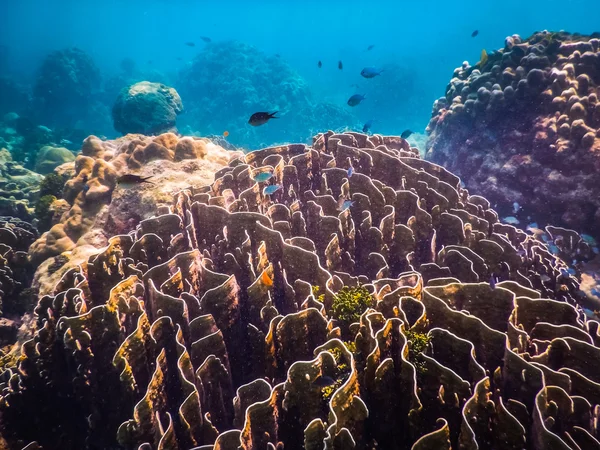 Recifes de Corais Subaquáticos e Peixes Tropicais no Oceano — Fotografia de Stock