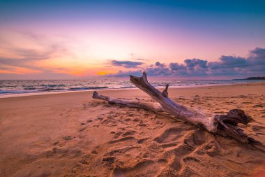 Okyanus Ağaç Kereste sahilde günbatımı altında bakmak için güzel O
