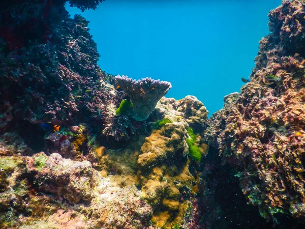 Recifes de Corais Subaquáticos e Peixes Tropicais no Oceano — Fotografia de Stock