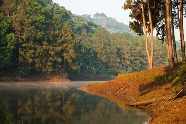 彭 ung 林业种植园，湄，泰国北部 — 图库照片
