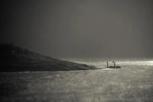 Fotografia di un cigno nero — Foto Stock