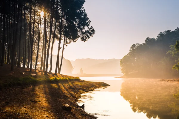 Pang Ung Forestry Plantations, Maehongson, North of Thailand — Stock Photo, Image