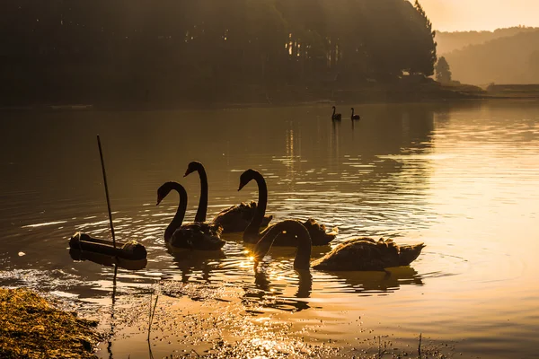 Cisnes nadam na manhã do lago — Fotografia de Stock