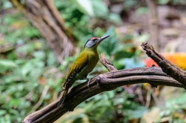 Ağaçtaki Gri Saçlı Ağaçkakan kuşu