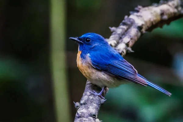 Das Männchen Des Blauen Fliegenschnäppers Cyornis Tickelliae Ist Ein Schöner — Stockfoto