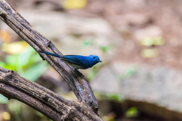 Zwart Naped Monarch Zwart Naped Blauwe Vliegenvanger — Stockfoto