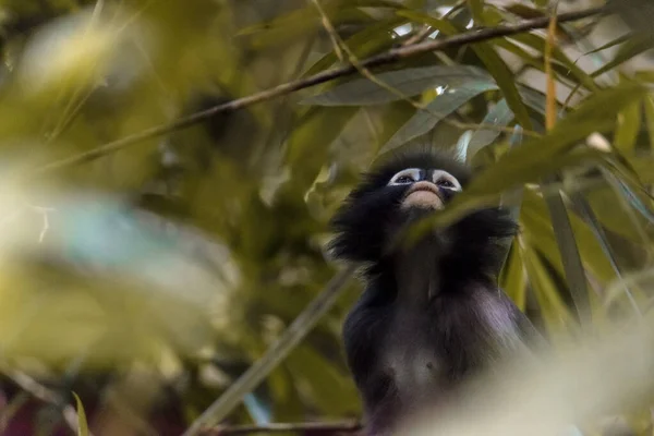 Langur Singe Faune Assis Dans Arbre — Photo