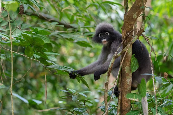 Langur Aap Wild Zittend Een Boom — Stockfoto