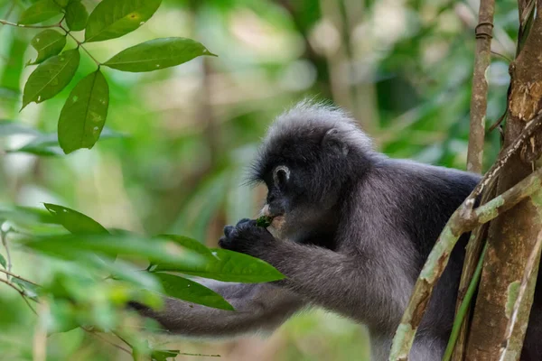 Langur Aap Wild Zittend Een Boom — Stockfoto