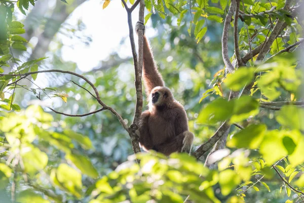 Gibbon Aranyos Majom Gazdaság Lóg — Stock Fotó