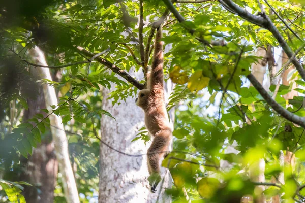 Gibbon Mono Lindo Sosteniendo Colgando Árbol — Foto de Stock