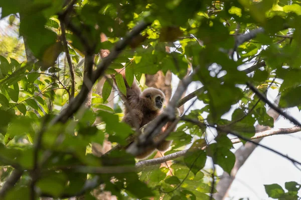 Gibbon Aranyos Majom Gazdaság Lóg — Stock Fotó