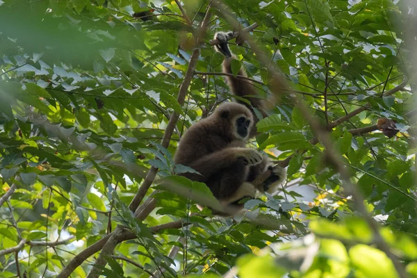 Gibbon Aranyos Majom Gazdaság Lóg — Stock Fotó