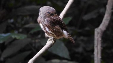 Bir dalda oturan Asyalı engelli baykuş (Glaucidium cuculoides)