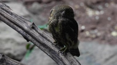 Bir dalda oturan Asyalı engelli baykuş (Glaucidium cuculoides)