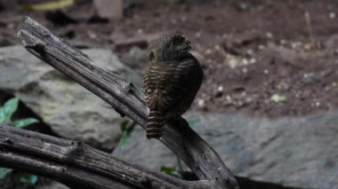 Bir dalda oturan Asyalı engelli baykuş (Glaucidium cuculoides)