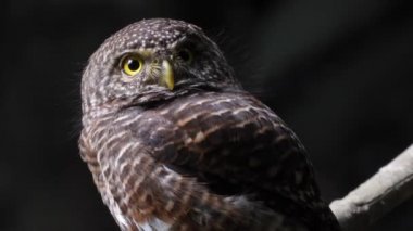 Bir dalda oturan Asyalı engelli baykuş (Glaucidium cuculoides)