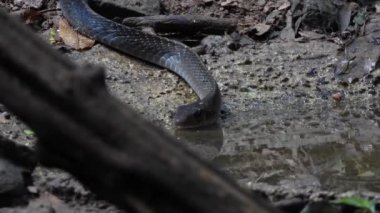 Çinhindi fare yılanı (Ptyas korros) Tayland suyu içiyor.
