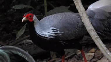 Kalij sülünü (Lophura lömelanos) ormanlarda bulunan bir sülündür.