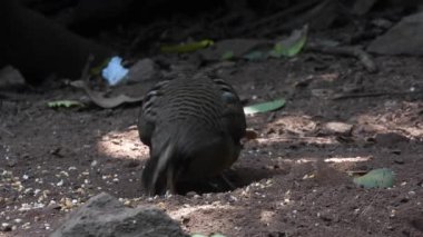 Yeşil bacaklı keklik, pullu keklik, yeşil bacaklı tepe, Tayland
