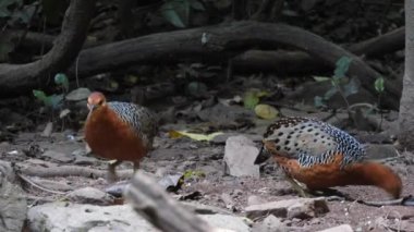 Ferruginous Partridge ormanda yerde yiyecek arıyor.