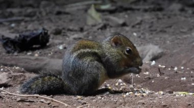 Pallas 'ın sincabı Callosciurus erythraeus, yiyecek için avlanır.