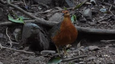 Ferruginous Partridge ormanda yerde yiyecek arıyor.