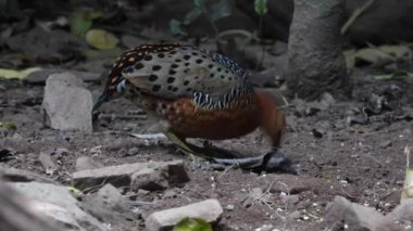 Ferruginous Partridge ormanda yerde yiyecek arıyor.