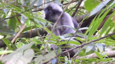 Tropikal yağmur ormanlarında esmer yaprak maymunları