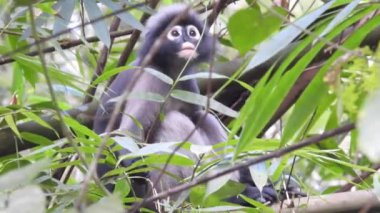 Tropikal yağmur ormanlarında esmer yaprak maymunları