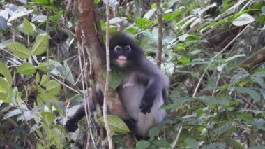 Tropikal yağmur ormanlarında esmer yaprak maymunları