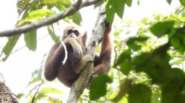 Gibbon, ağaca asılmış şirin maymun.