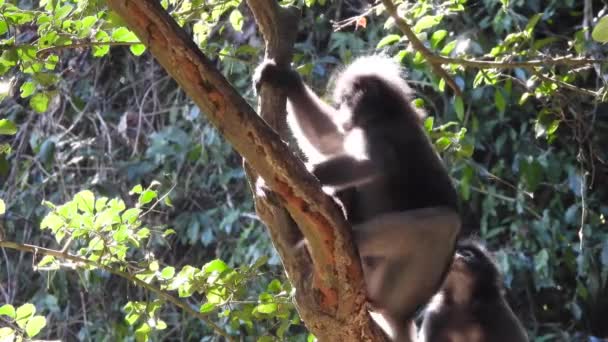 Macacos Folha Crepúsculo Floresta Tropical — Vídeo de Stock