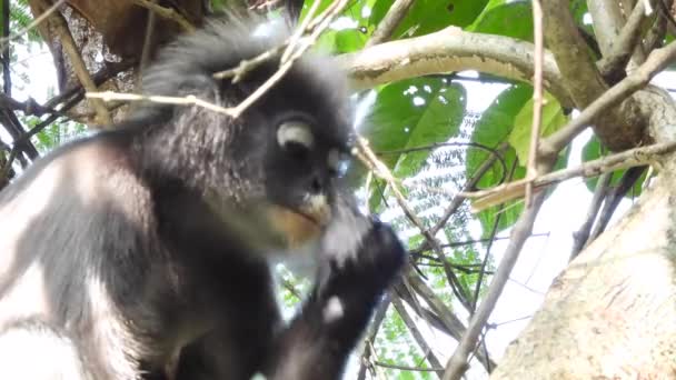 Dusky Leaf Monkeys Tropical Rainforest — Stock Video