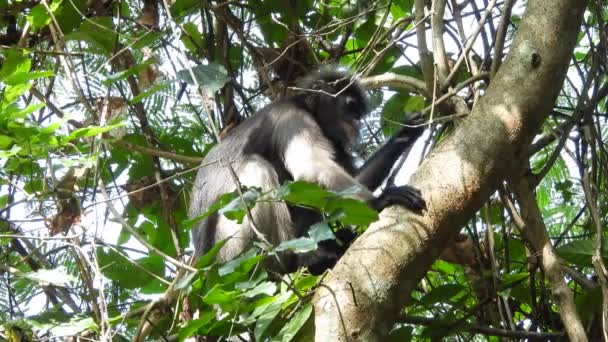 Dusky Leaf Monkeys Tropical Rainforest — Stock Video