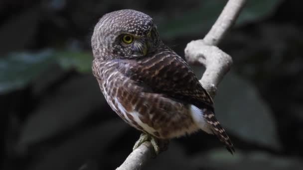 Asiático Coruja Barrada Glaucidium Cuculoides Sentado Ramo — Vídeo de Stock