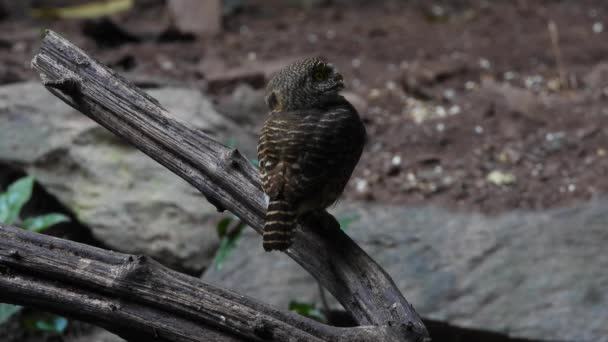 Asiático Coruja Barrada Glaucidium Cuculoides Sentado Ramo — Vídeo de Stock