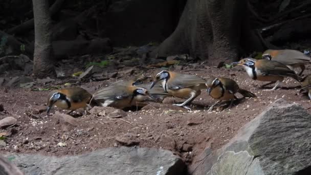 一种大型的 长尾的 像刺一样的 密林的鸟类 产于森林中 — 图库视频影像