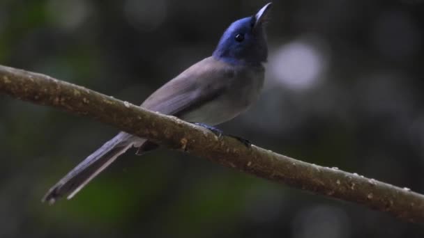 Flycatcher Azul Hainan Cyornis Hainanus Pássaro Bonito — Vídeo de Stock