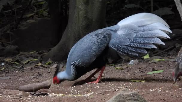 Kalijfazant Lophura Leucomelanos Een Fazant Die Voorkomt Bossen — Stockvideo