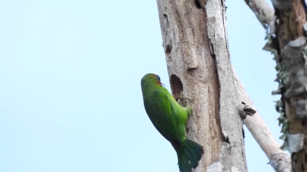 Barbet Modrý Psilopogon Asijský Nebo Megalaimidae Asijica Krmení — Stock video