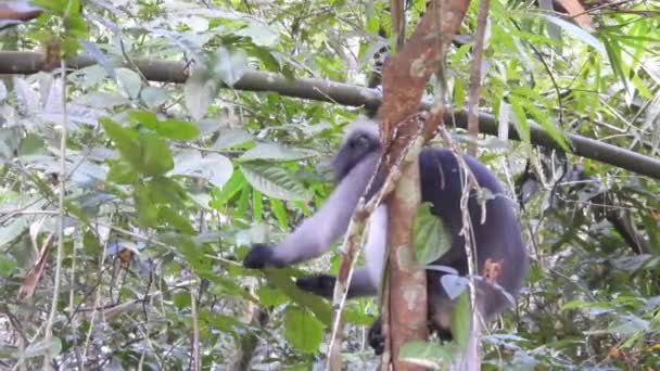 Singes Crépusculaires Dans Forêt Tropicale Humide — Video
